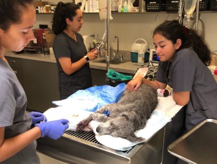 Interns performing basic wound care on a dog